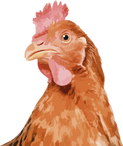 Huhn-Illustration