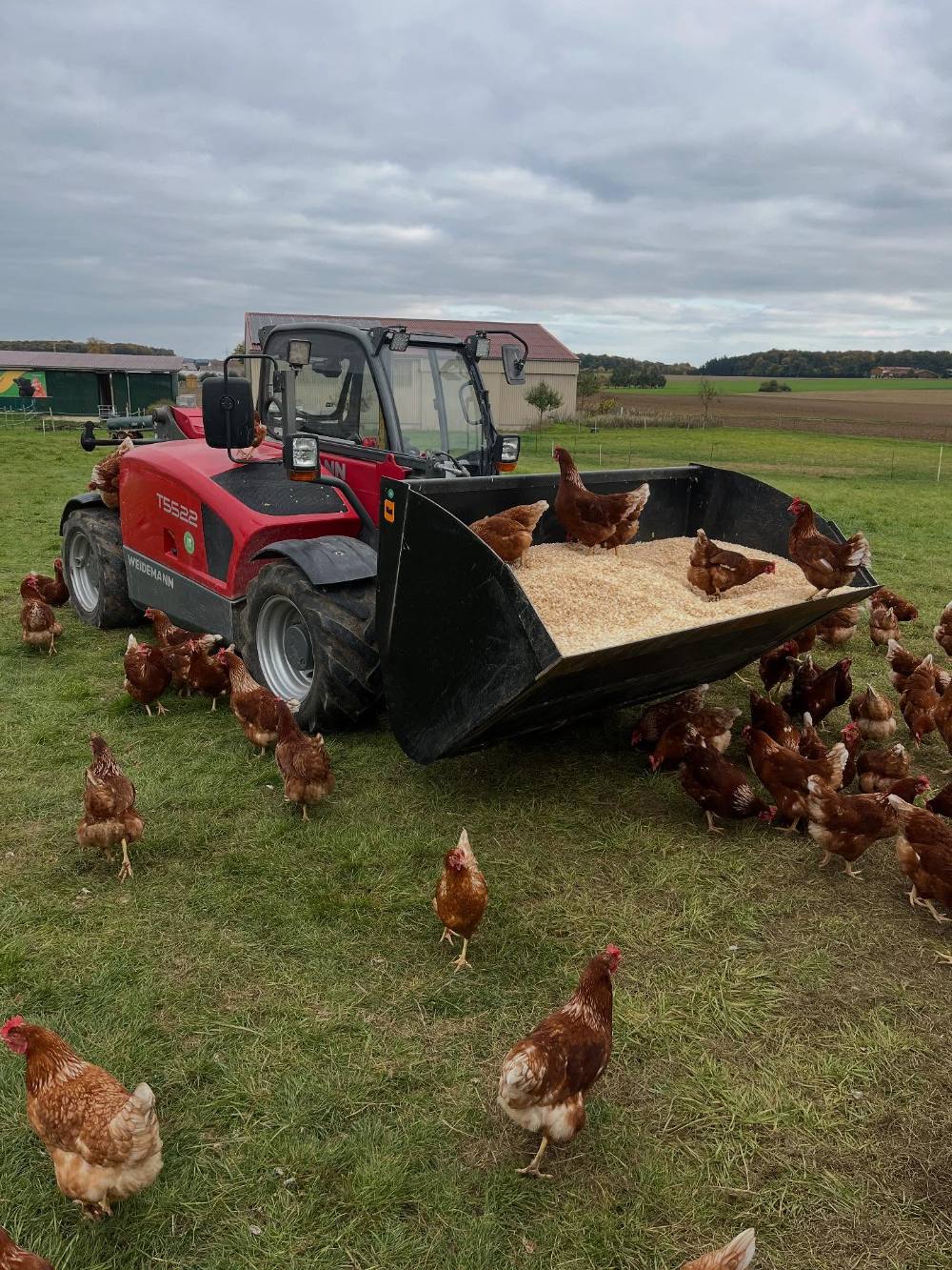 Neugierige Ziege auf der Weide