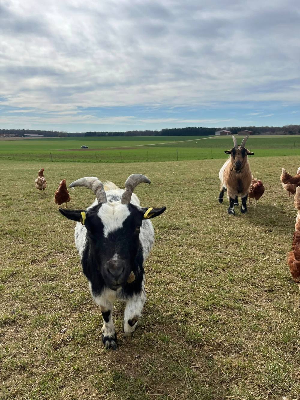 Mähdrescher bei der Ernte