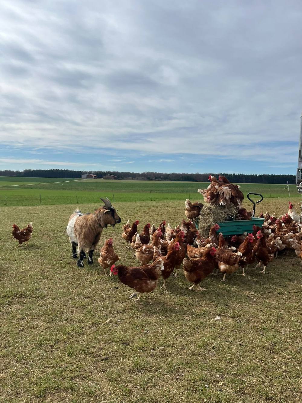 Eiersortierung in der Packstelle